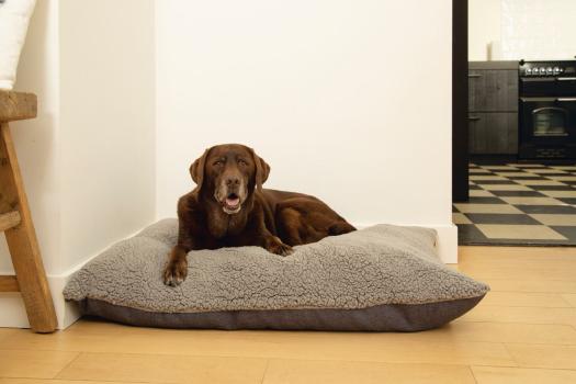 Beeztees Orthopädisches Hundekissen - Memory Foam Lounge Kissen Ruba -  wasserdicht, waschbar bei 60°C